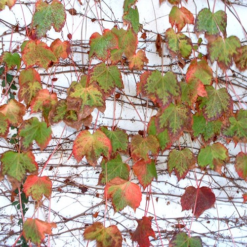 11-2002-1229-07-leaf-pattern
